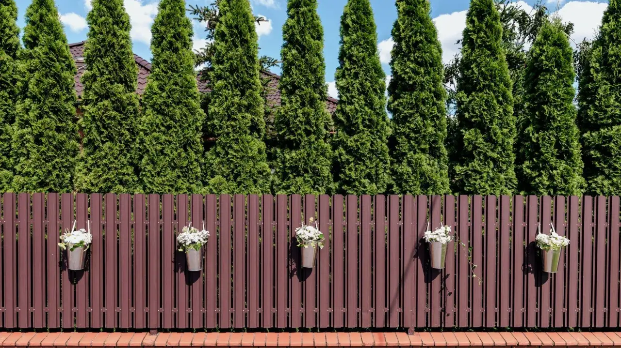 Tuje przy płocie: prawidłowe sadzenie i odległość