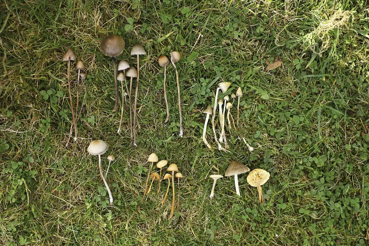 Łysiczka lancetowata vs kołpaczek vs stożk&oacute;wka por&oacute;wnanie