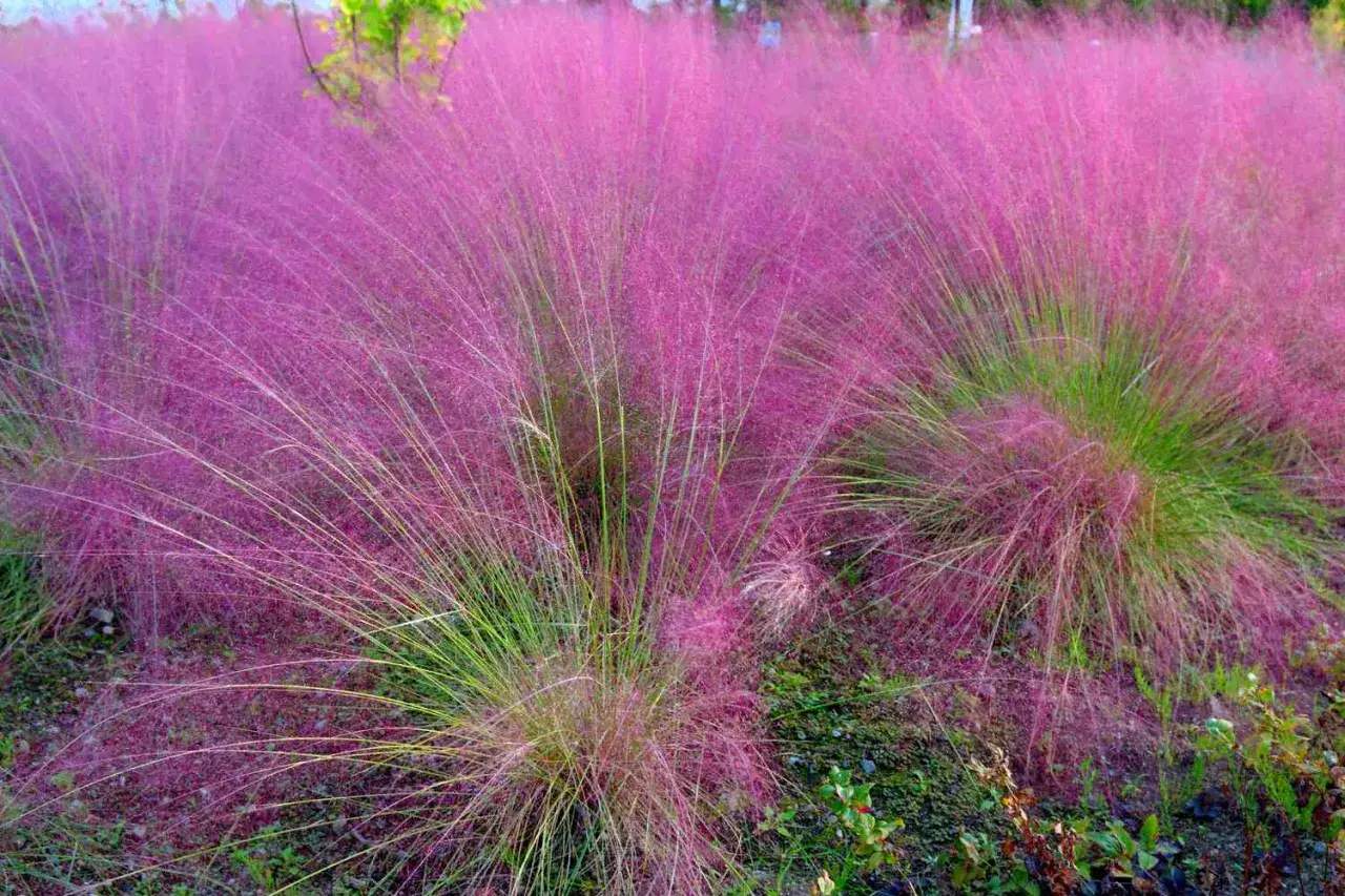 Kiedy ciąć trawy ozdobne? R&oacute;żowa trawa pampasowa w pełnym rozkwicie, tworząca miękkie, puszyste kępy.