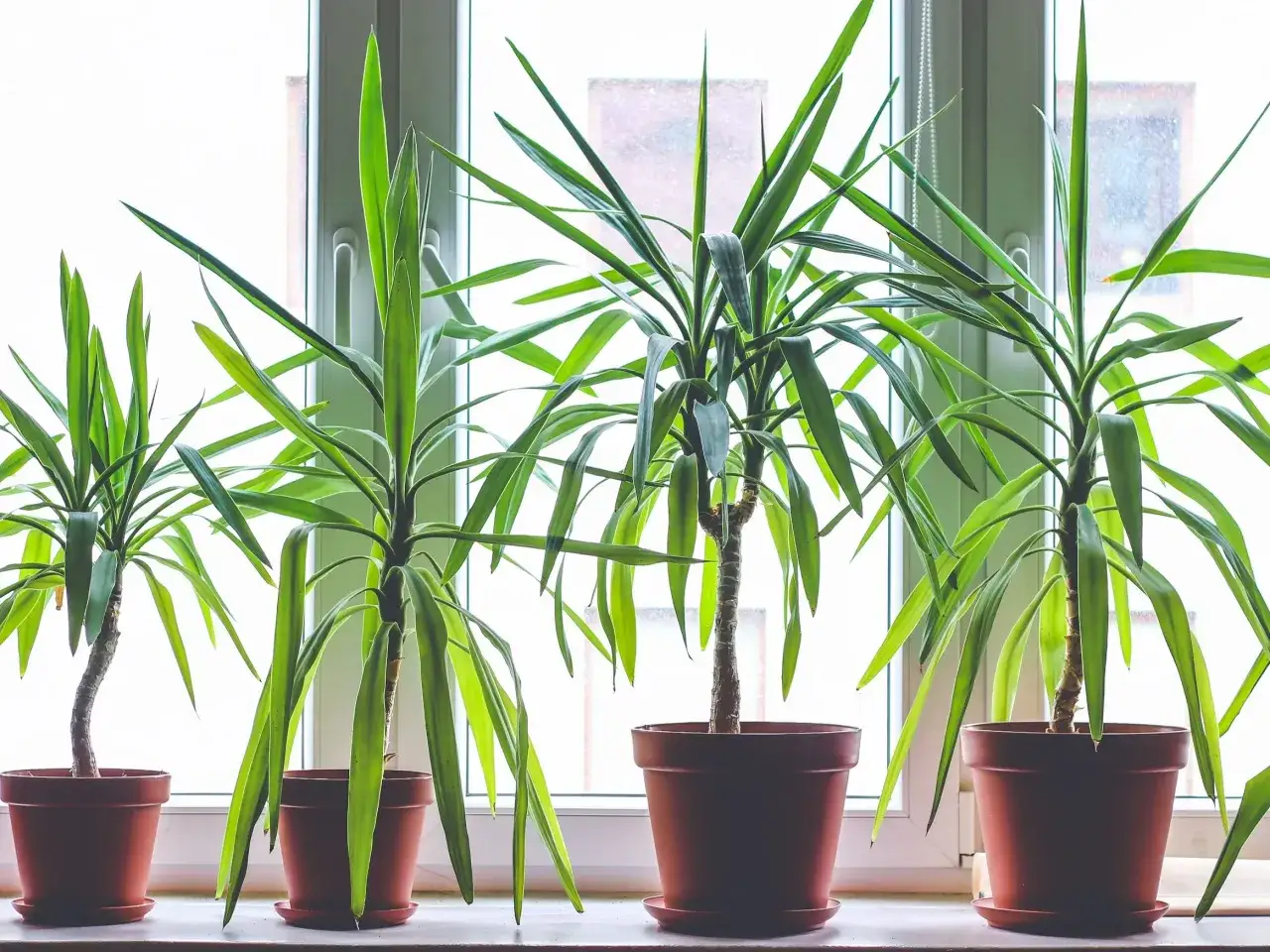 Sadzonki draceny w wodzie i ziemi