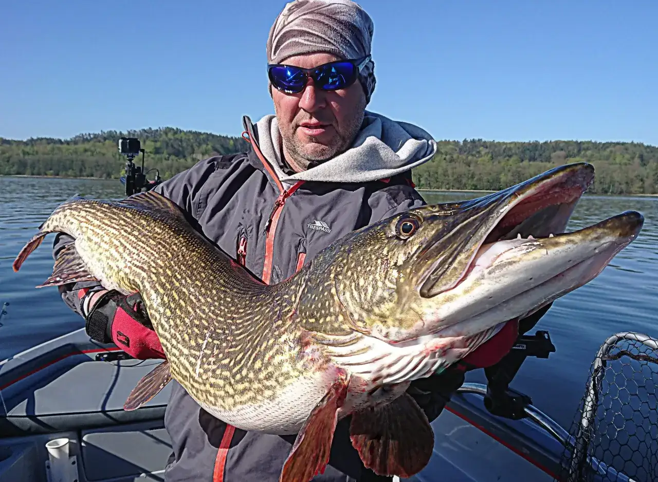 Wędkarstwo Jezioro Żarnowieckie szczupak