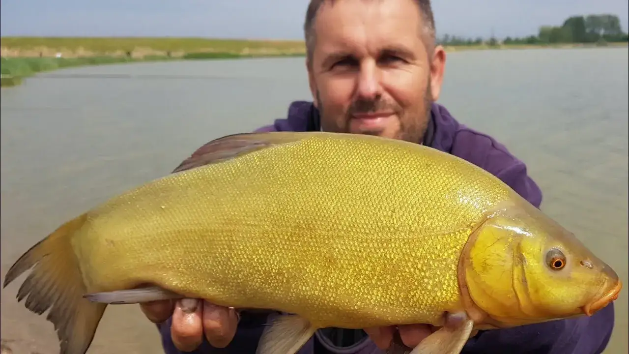 Zdjęcie Najlepsze przynęty na lina, które zawsze przynoszą efekty w wędkarstwie