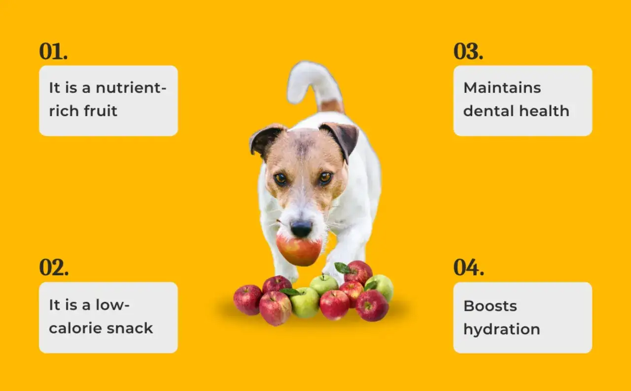 Czy pies może jeść jabłko? Ten piesek z jabłkiem w pysku pokazuje, że tak! Jabłka są zdrowe, niskokaloryczne i nawadniające.
