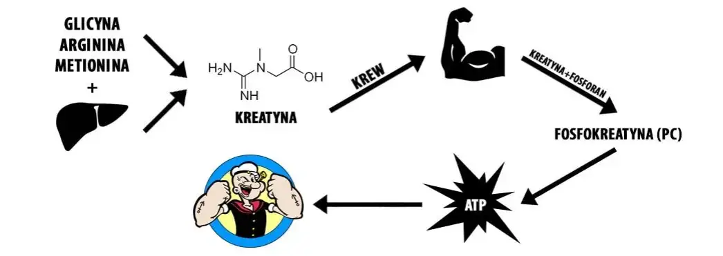 mechanizm działania kreatyny ATP mięśnie
