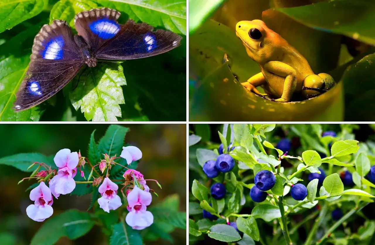 Motyl z niebieskimi plamami, ż&oacute;łta żaba, r&oacute;żowe kwiaty i jagody. Wszystkie kolory po angielsku: blue, yellow, pink, purple.