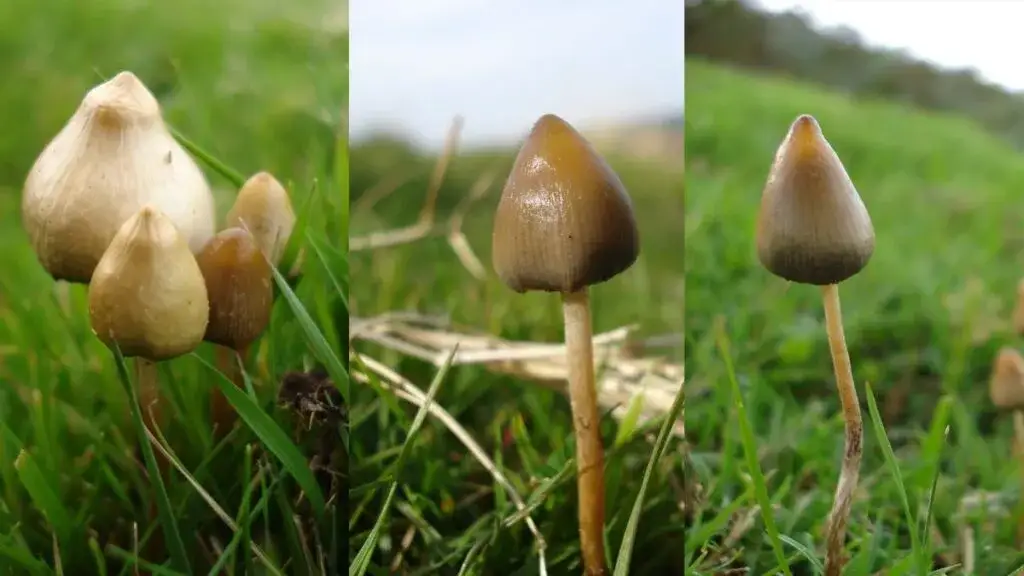 porównanie łysiczka lancetowata i hełmówka jadowita