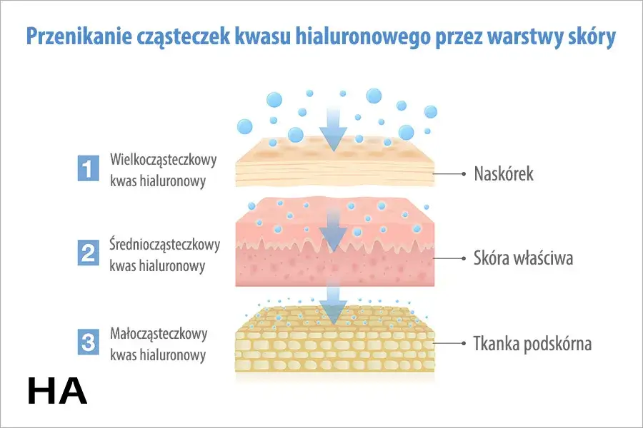 R&oacute;żne rodzaje kwasu hialuronowego schemat cząsteczek