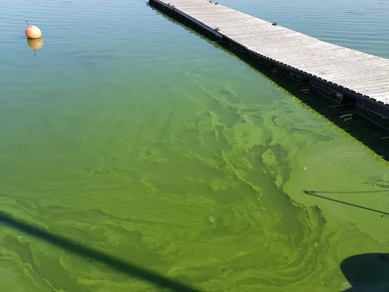 Zielona, mętna woda przy pomoście, z widocznymi smugami i kłębami, które pokazują, jak wyglądają sinice. Pomarańczowa boja dryfuje na powierzchni.