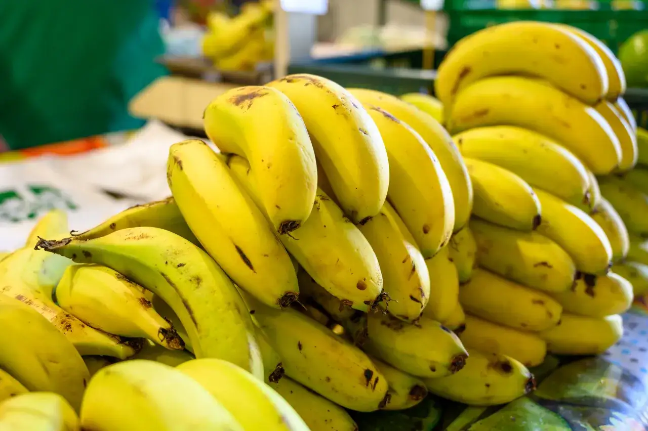 Pl&aacute;tano de Canarias czarne kropki