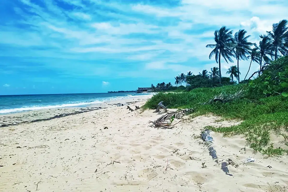 Plaża z palmami i turkusowym morzem. Idealne miejsce, by zastanowić się, kiedy jechać na Kubę.