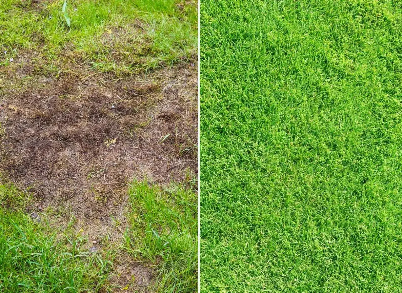 Przed i po aeracji trawnika po zimie: zniszczony, brązowy obszar obok bujnej, zielonej trawy.