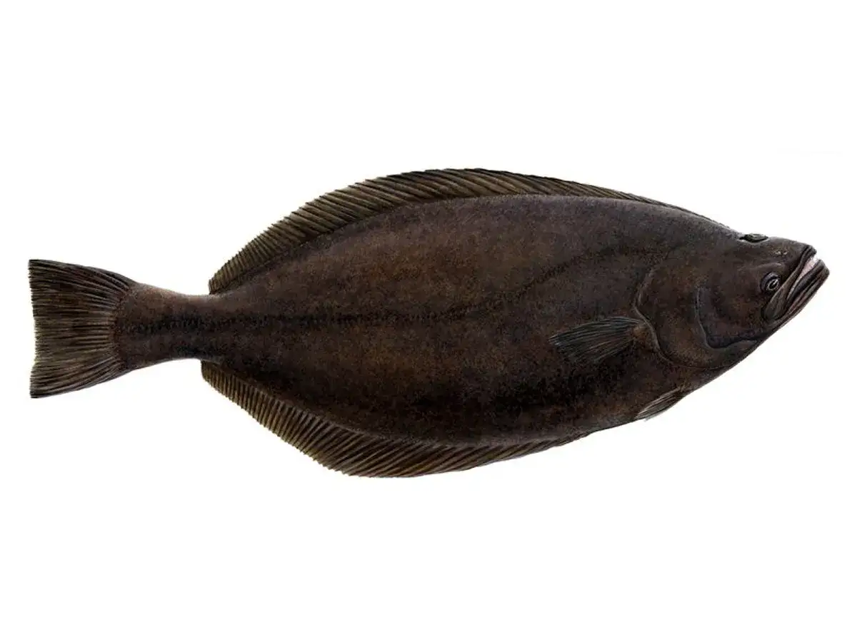 halibut niebieski vs biały por&oacute;wnanie wyglądu surowego i po obr&oacute;bce