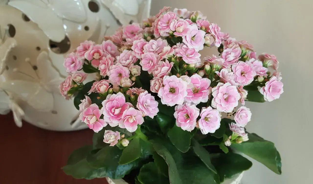 Kwitnące kalanchoe w delikatnym różowym kolorze. Dowiedz się, jak pielęgnować kalanchoe, by cieszyć się jego pięknem.