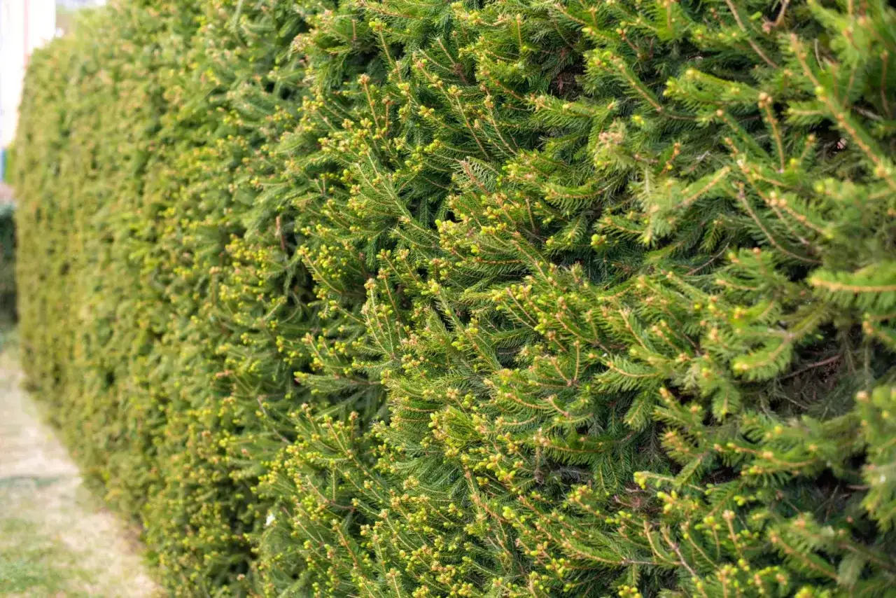 Świerk żywopłot przycinanie