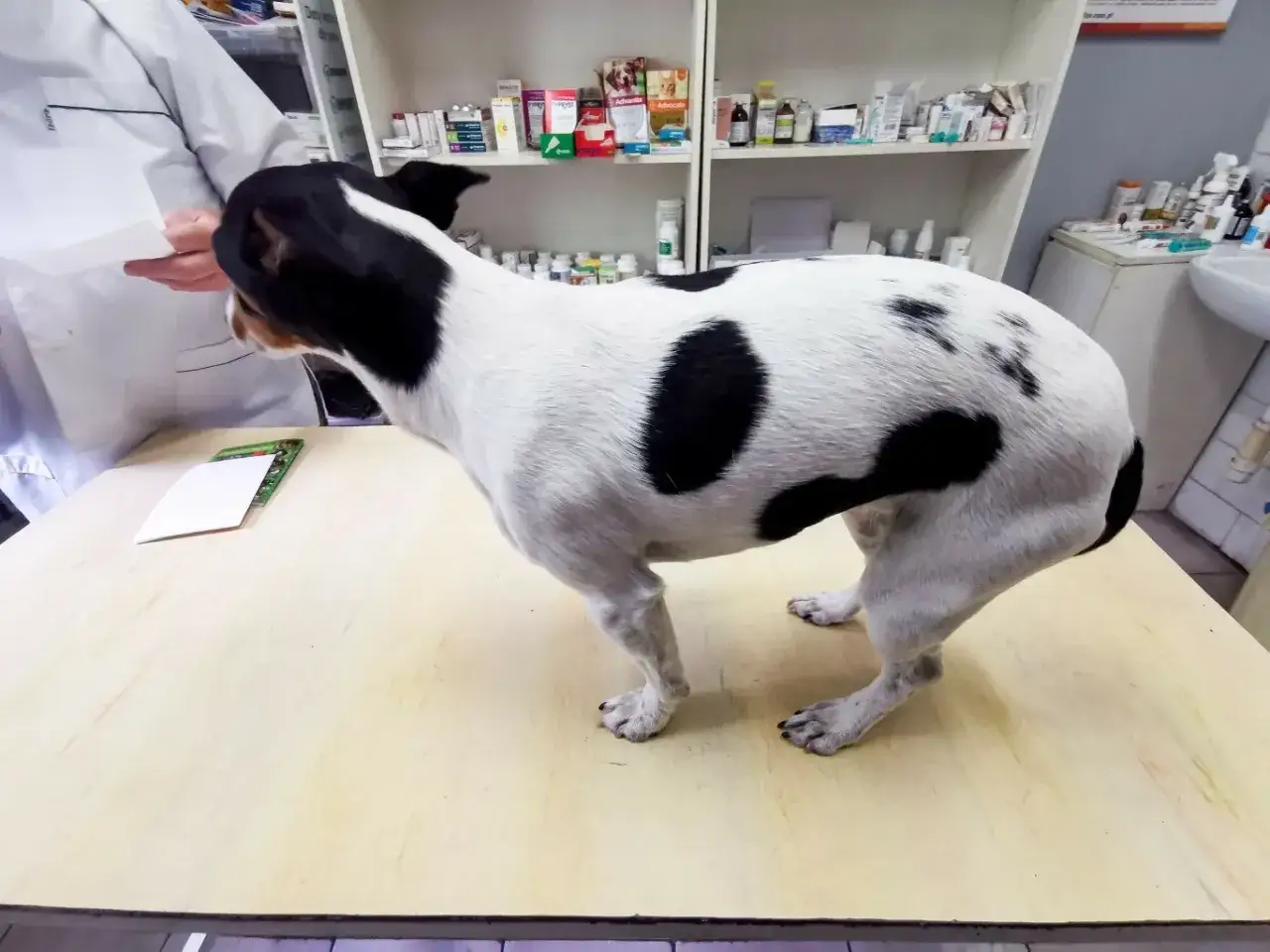 Piesek na stole u weterynarza, zastanawia się, ile kosztuje kontrola u weterynarza.