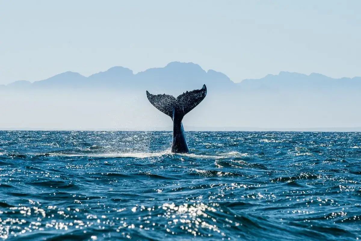 Wieloryb wynurza się z wody, pokazując ogon. Idealny czas na obserwację wielorybów w RPA to okres od czerwca do listopada.