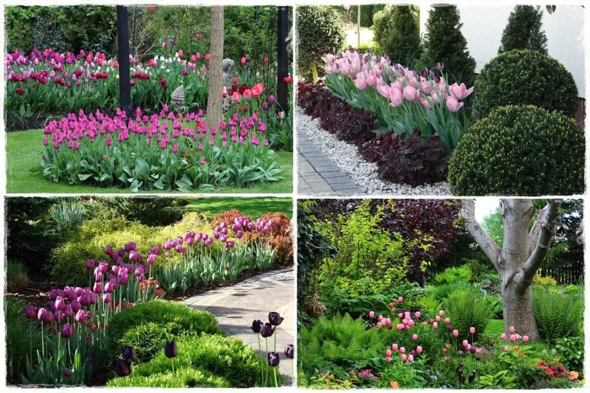 kwitnące tulipany w ogrodzie