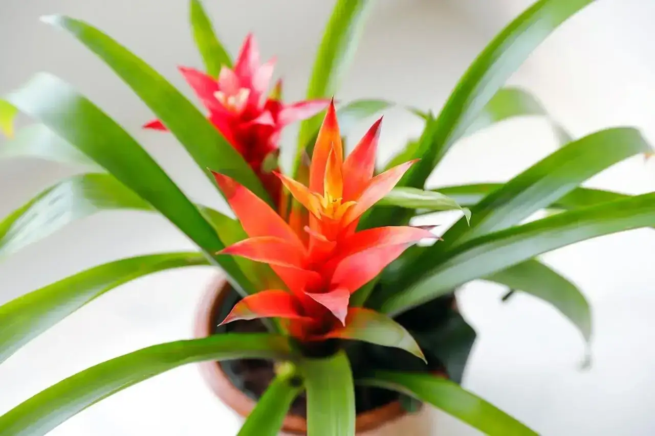 Jasnoczerwona bromelia w doniczce, z zielonymi liśćmi. Kwiat bromelia jak długo kwitnie? Nawet kilka miesięcy!