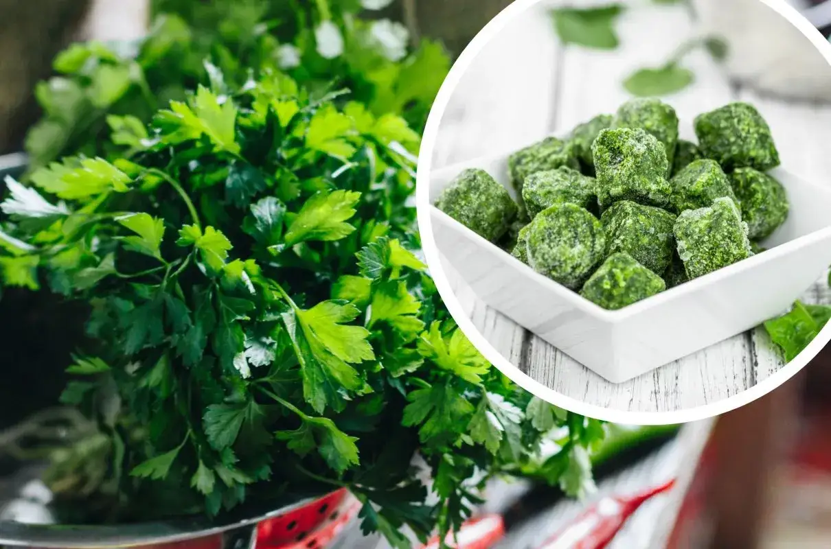 Świeża natka pietruszki i kostki mrożonej pietruszki. Odkryj bogactwo witamin i minerałów, które oferuje natka pietruszki właściwości zdrowotne.