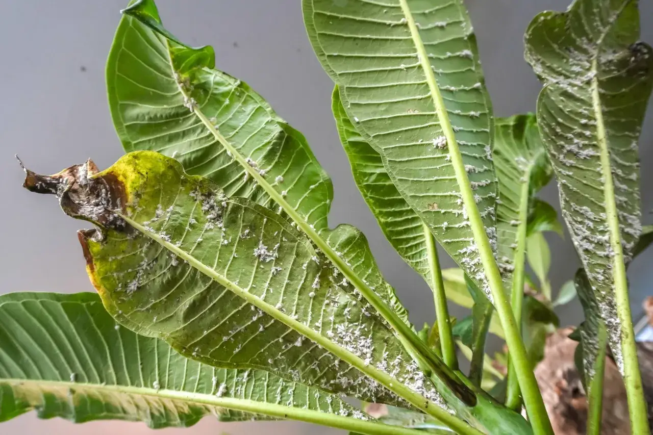 Liście rośliny pokryte białym nalotem, oznaka przędziorka. Czas na naturalny oprysk na przędziorka, by uratować zielone liście.