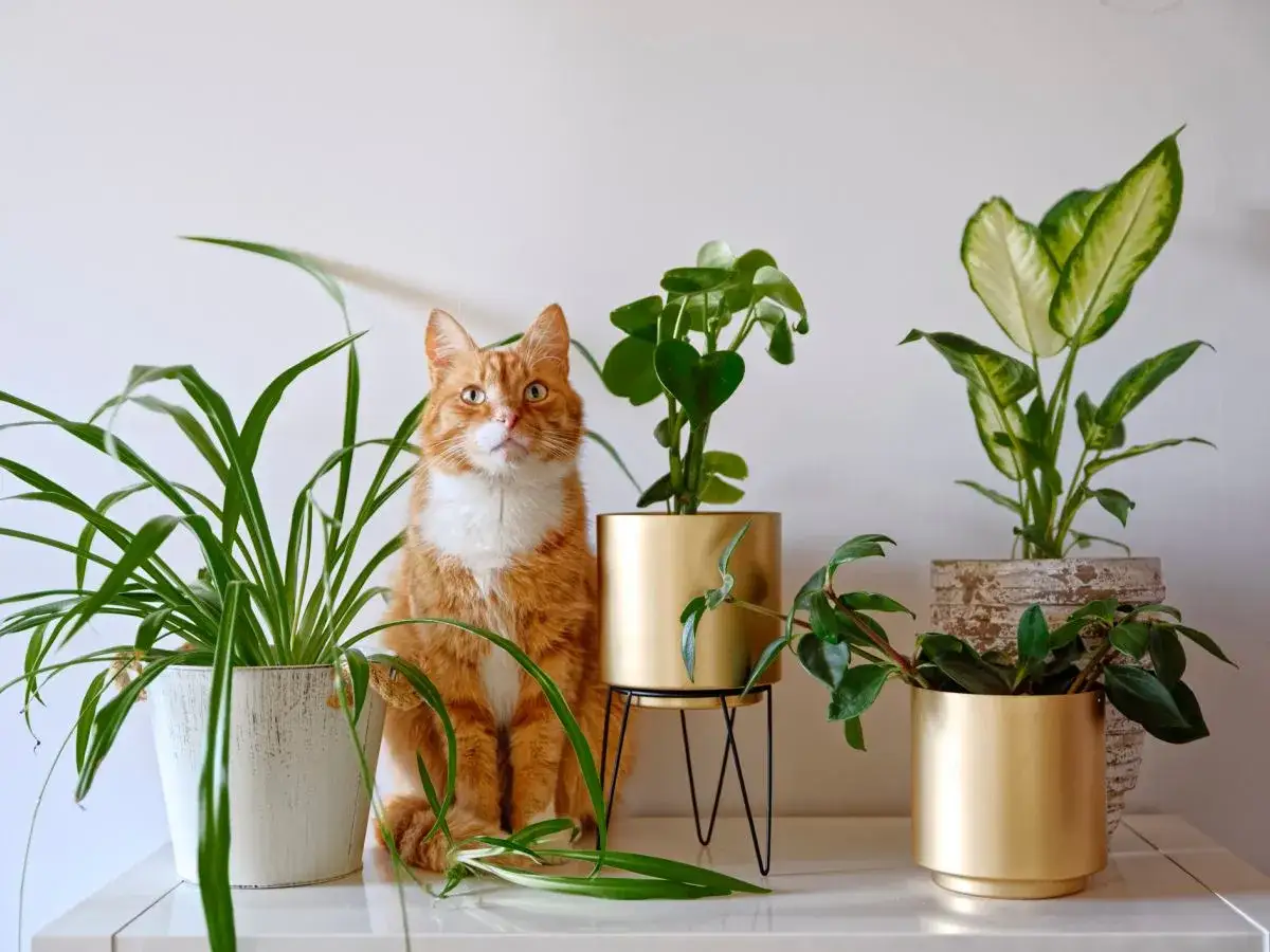 Pomarańczowy kot siedzi wśr&oacute;d roślin doniczkowych. Niekt&oacute;re z nich to rośliny trujące dla kota, np. difenbachia.