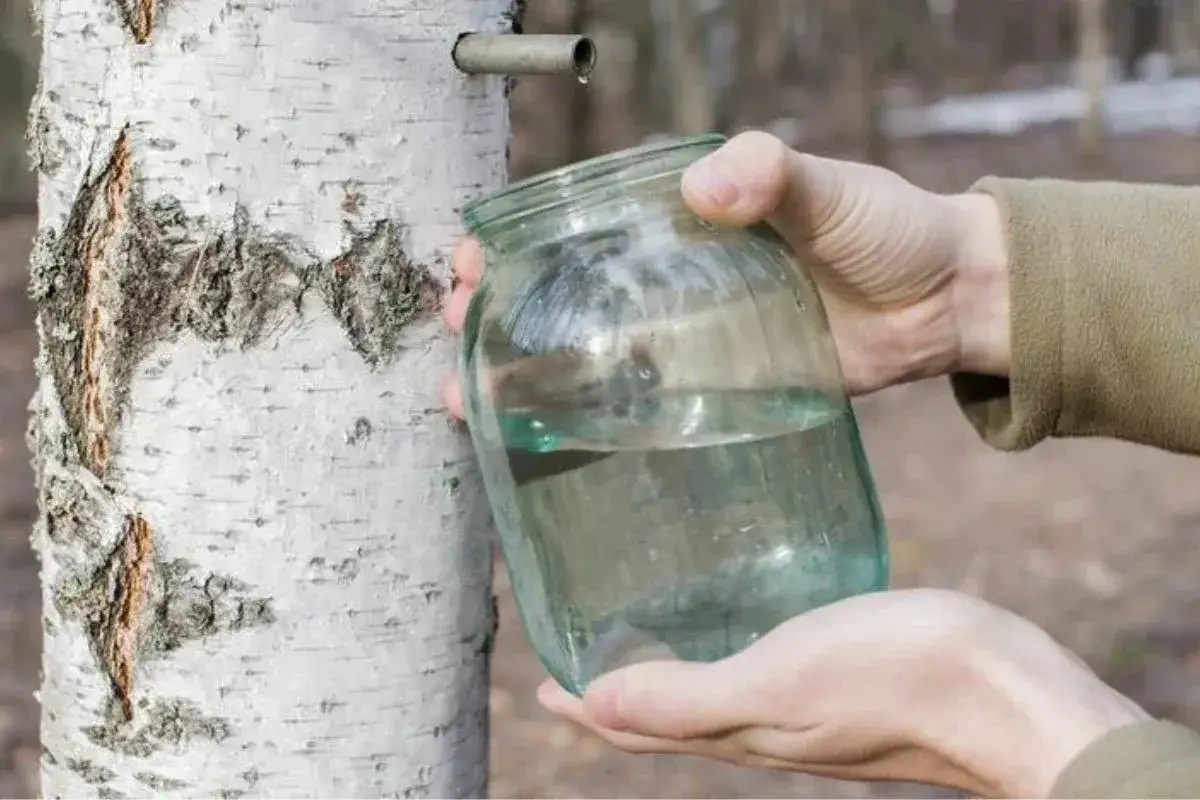 Zbieranie soku z brzozy, kt&oacute;ry może być użyty do pielęgnacji włos&oacute;w. Kropelki płynu spływają do słoika.