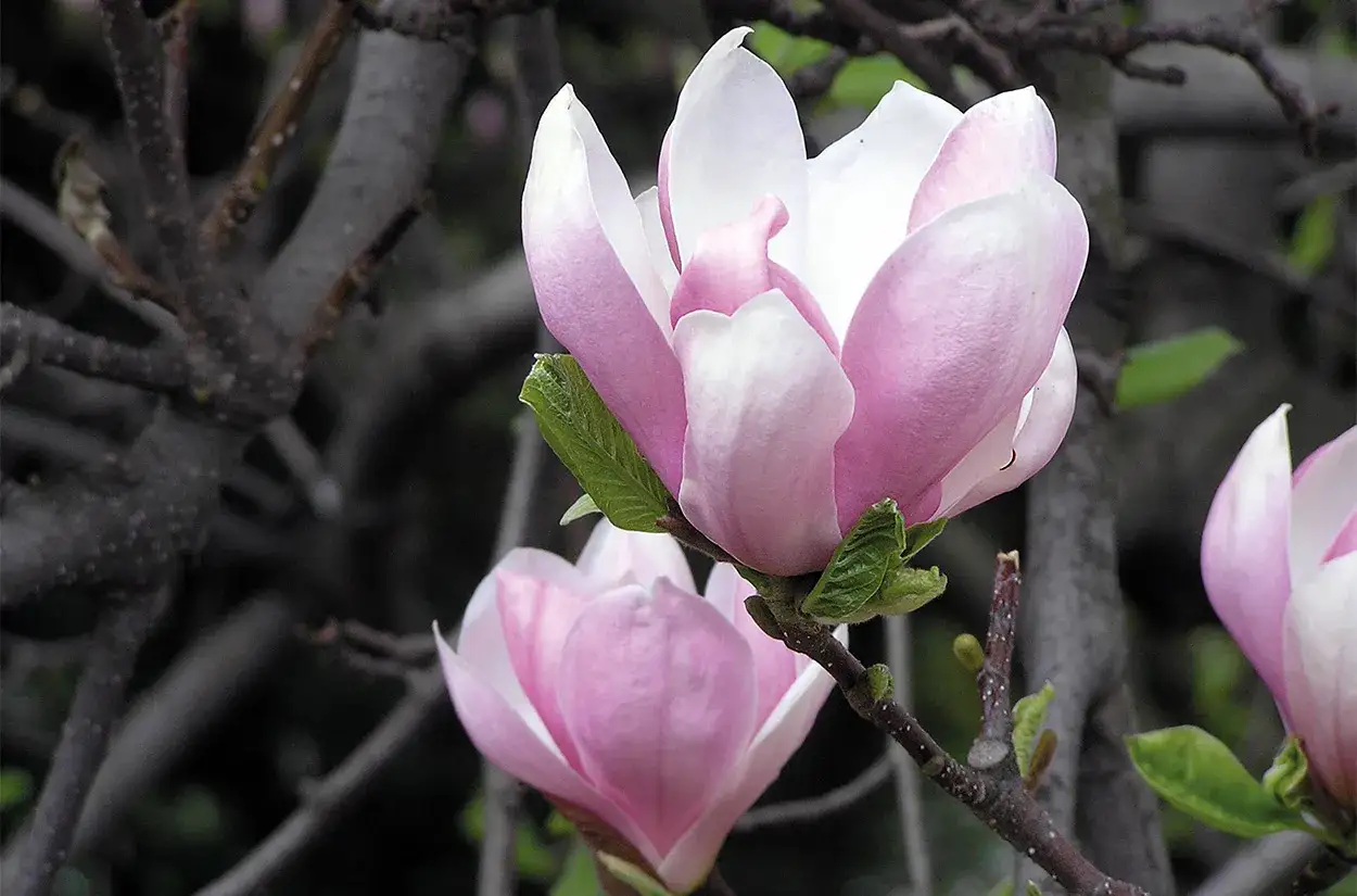 Delikatne, różowo-białe kwiaty magnolii na gałęziach. Zastanawiasz się, jak szybko rośnie magnolia?
