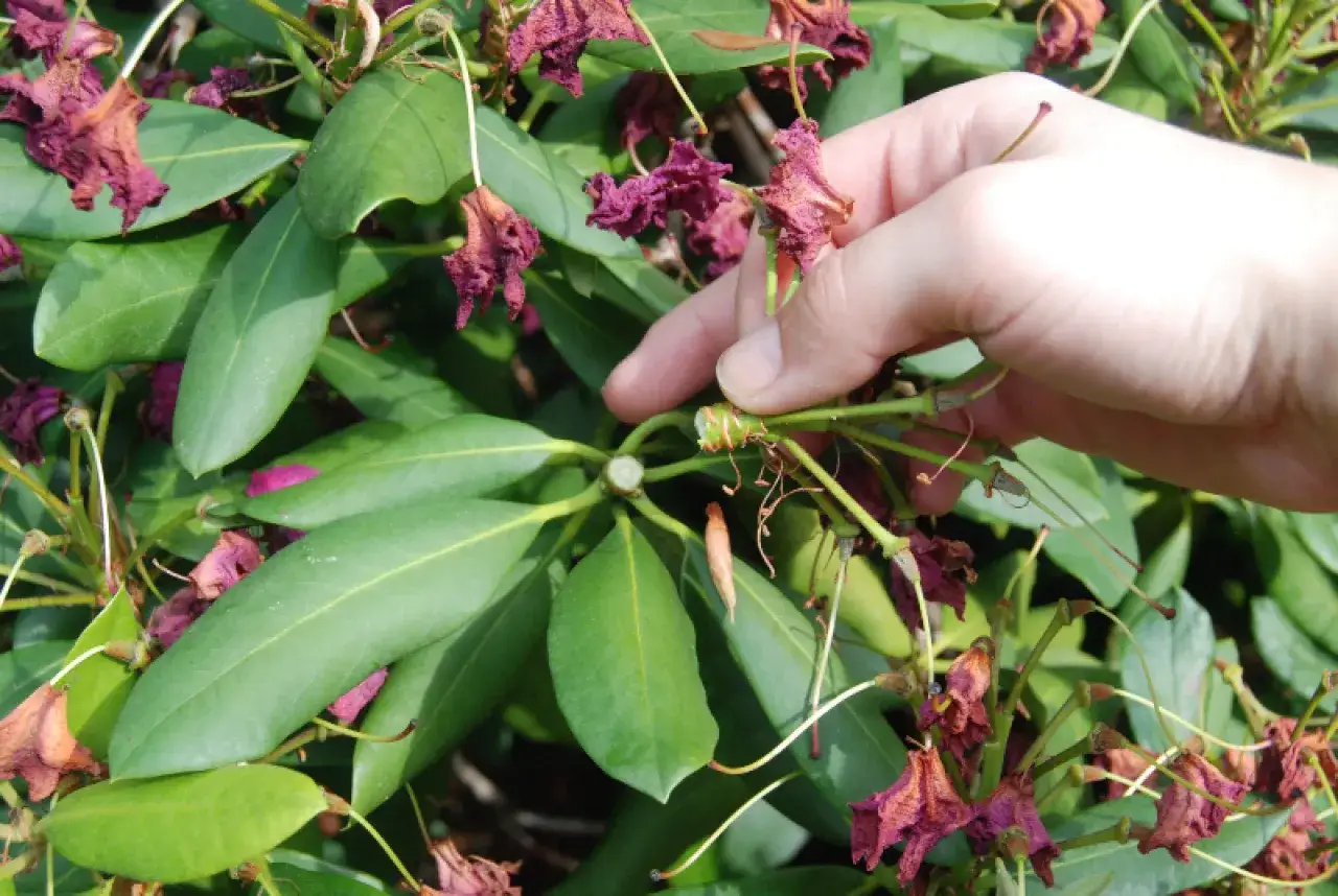 pielęgnacja rododendron&oacute;w po kwitnieniu