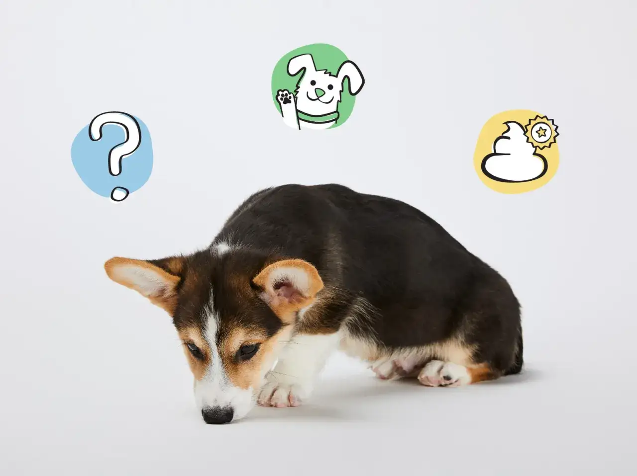 Mały corgi pochyla się nad czymś, zastanawiając się, dlaczego szczeniak je swoje odchody. Obok symbol pytajnika i rysunek kupki.