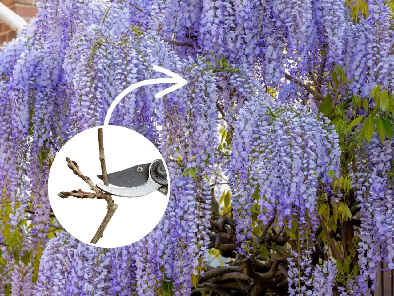 Kiedy przycinać glicynię? Pokazano sekator przycinający pęd, by zapewnić obfite kwitnienie.
