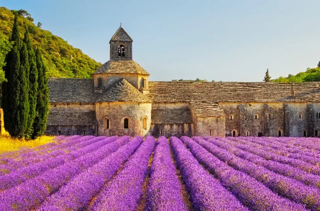 Pola lawendy Prowansja