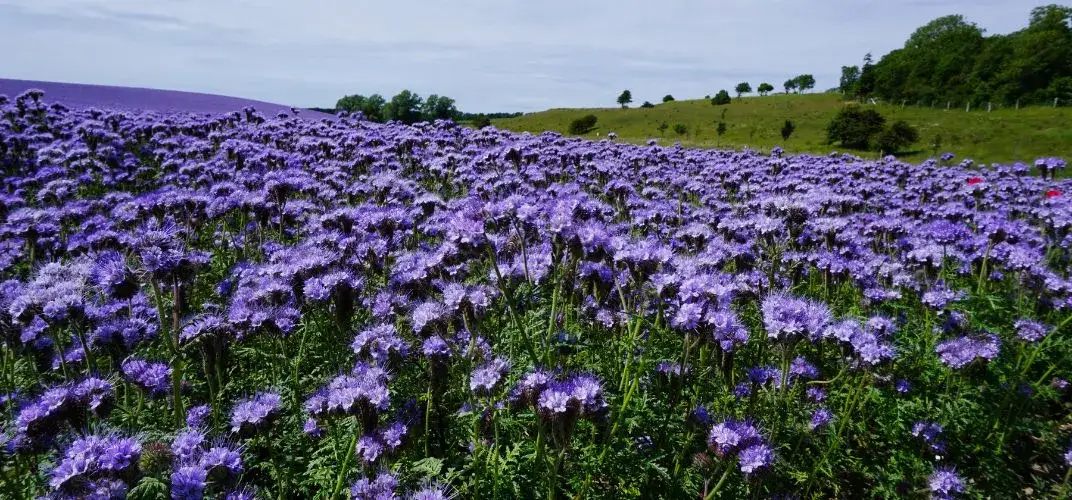 Kalendarz siewu facelii
