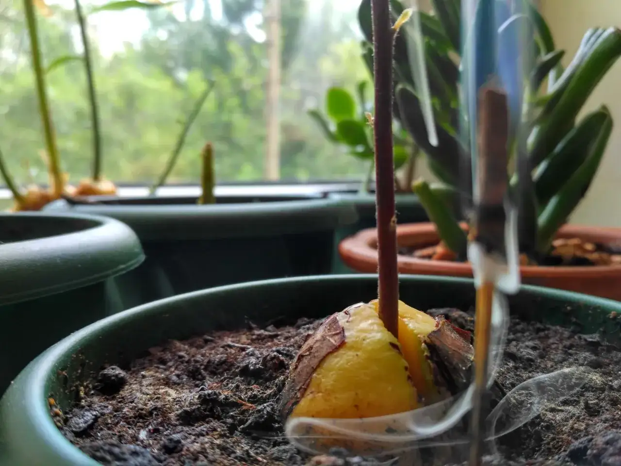 problemy awokado w domu brak kwiat&oacute;w