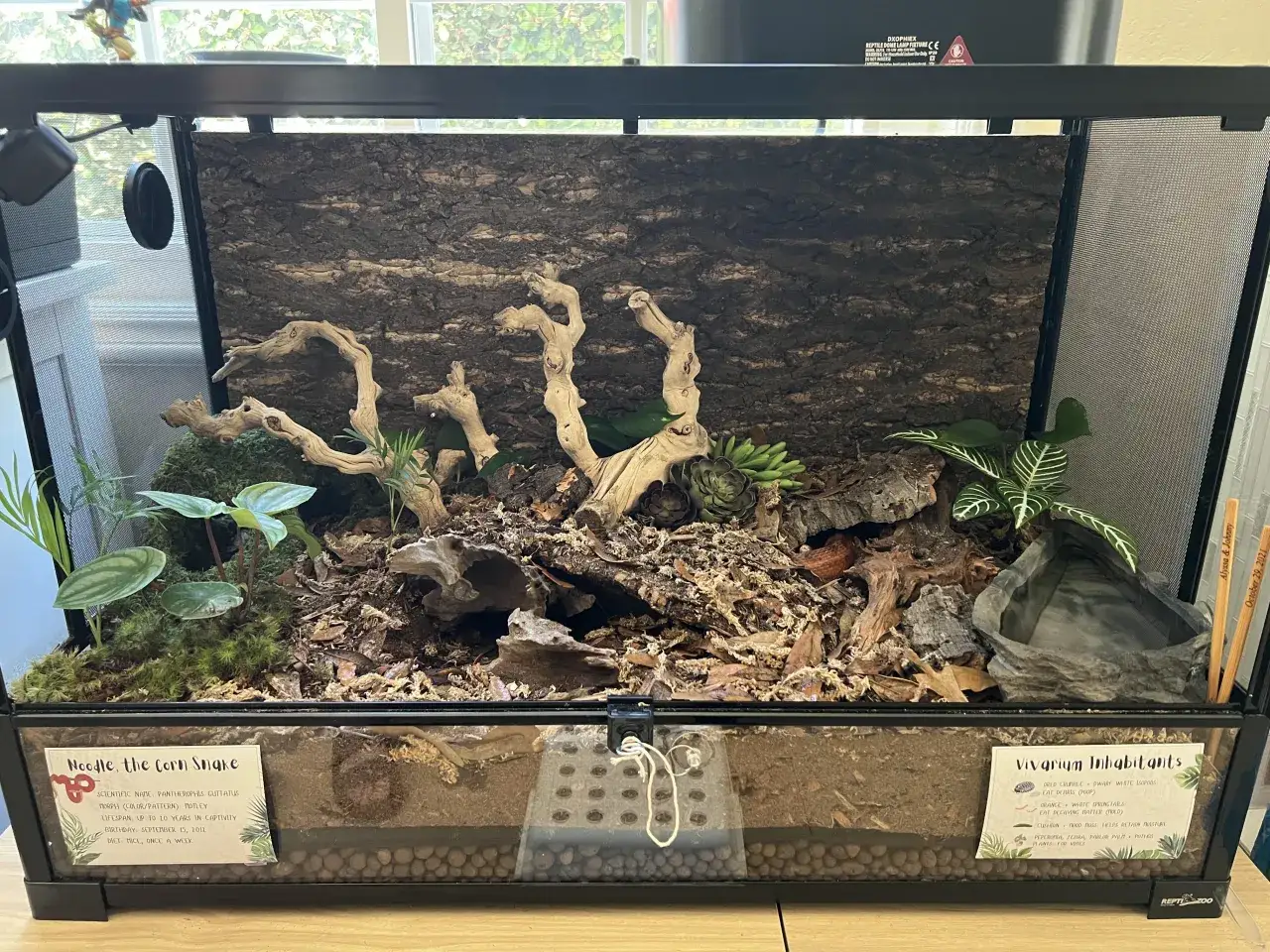 idealne terrarium dla węża zbożowego