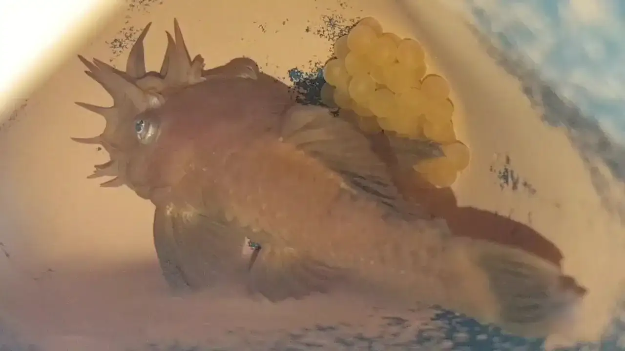 Zdjęcie Jak wygląda glonojad w ciąży? Zmiany, które zaskoczą każdego