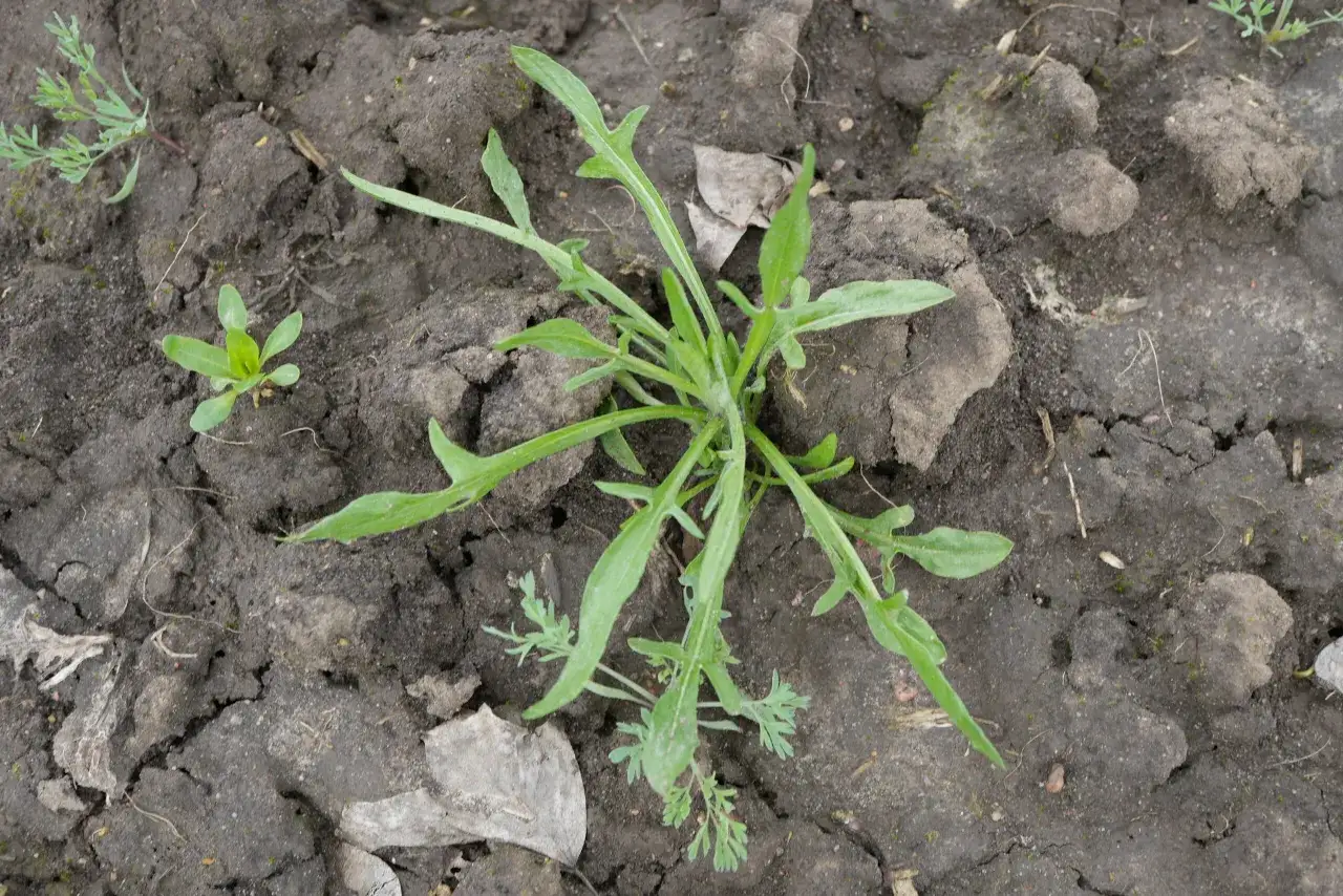 Najczęściej spotykane chwasty polne w Polsce zdjęcia
