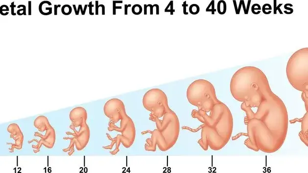 Rozwój płodu 32 tydzień ciąży porównanie wielkości do warzywa