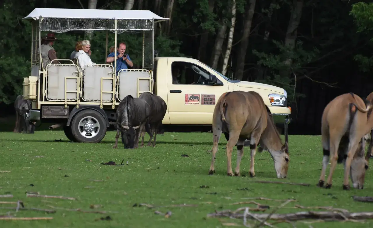 Niezwykły safari w Czechach! Zwiedzający obserwują antylopy i gnu z otwartej ciężarówki, podziwiając dziką przyrodę.