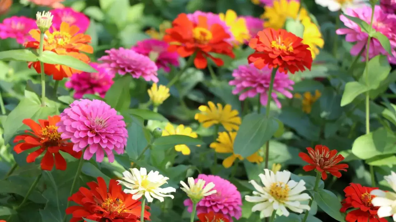 Kolorowe jakobinki w ogrodzie, pełne słońca i życia. Różowe, czerwone, pomarańczowe i żółte kwiaty tworzą barwny kobierzec.