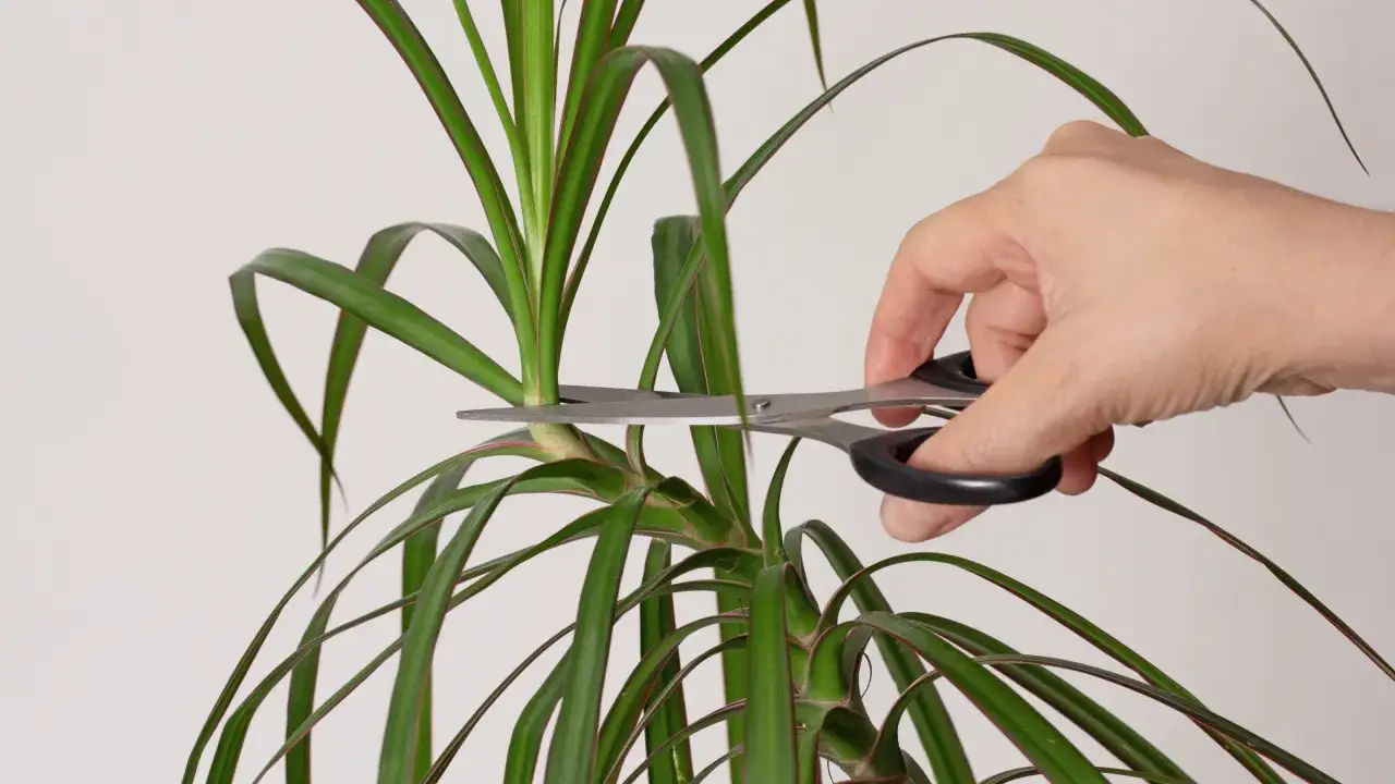 Zdrowa dracena przed i po przycięciu