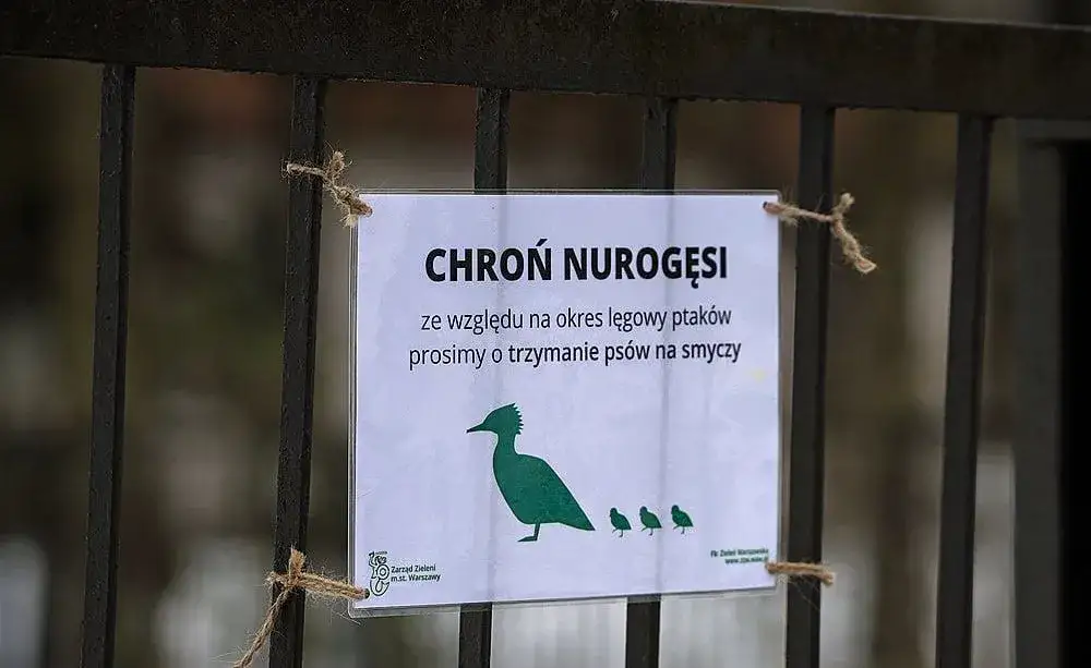 tabliczka ochrona ptak&oacute;w okres lęgowy