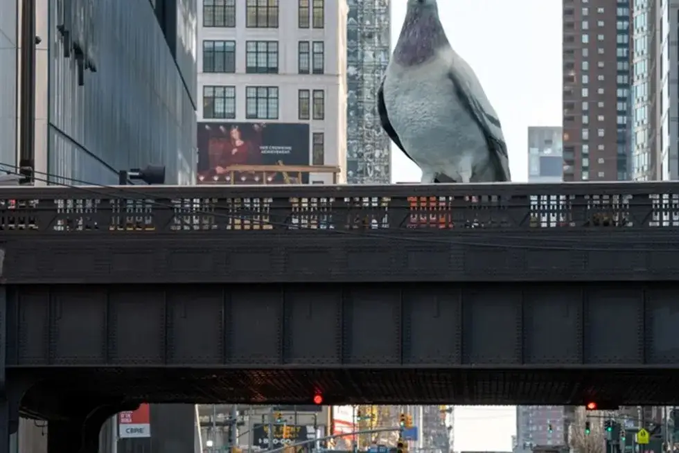 Gołąb na tle panoramy miasta