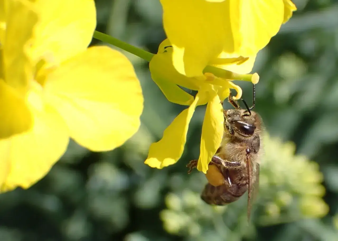 Pszczoły na kwiatach rzepaku