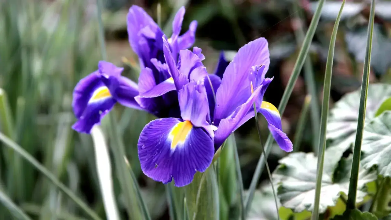 Fioletowy kosaciec inaczej, z ż&oacute;łtym akcentem w środku, otoczony zielenią.