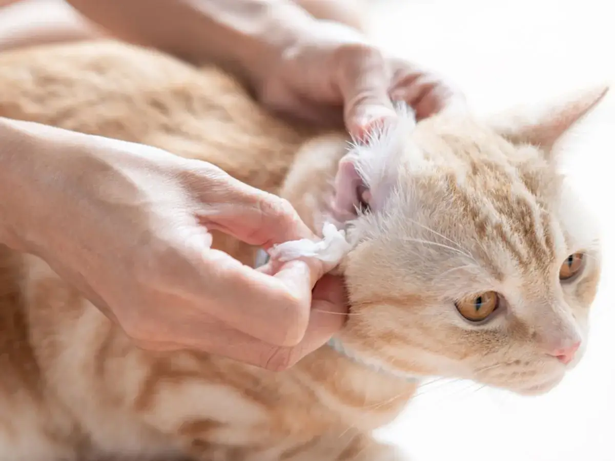 Delikatne czyszczenie uszu kota. Właściciel ostrożnie wyciera ucho swojego rudego pupila, pokazując, jak wyczyścić kotu uszy.