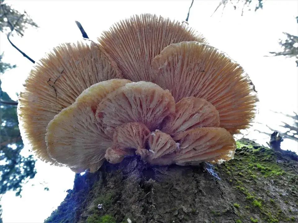 Zdjęcie Kiedy jest sezon na boczniaki? Sprawdź, by nie przegapić zbiorów!