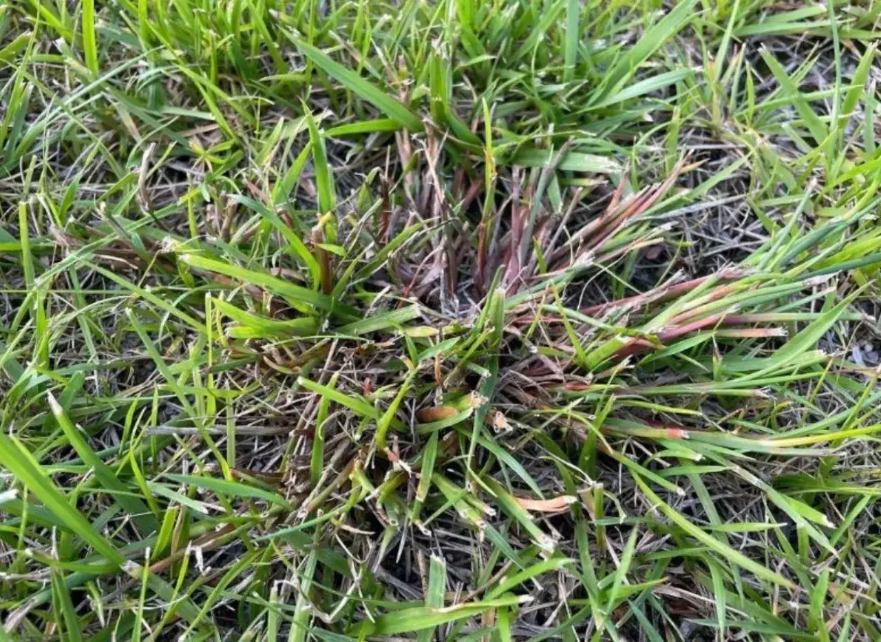 Kępa trawy z czerwonymi łodygami, przypominająca perz lub chwastnicę, rośnie wśród zielonej trawy.