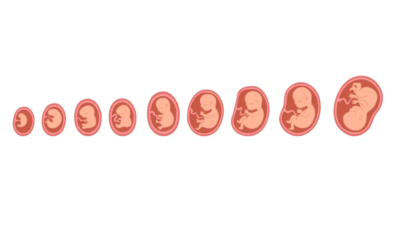 rozwój dziecka w ciąży trymestry