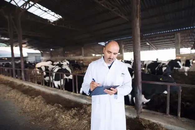 lekarz weterynarii badający krowę na farmie