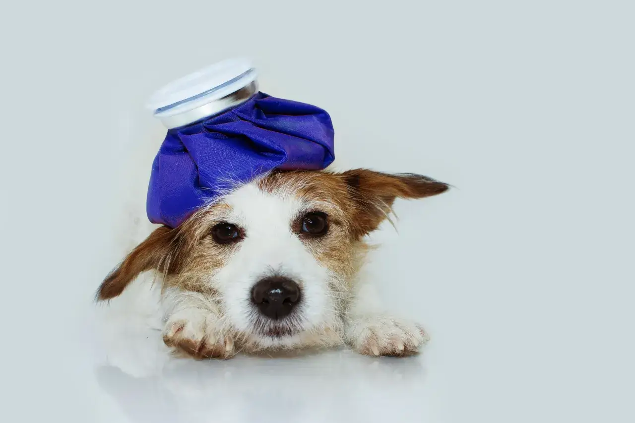 Zdjęcie Skuteczne metody na wymioty u psa – co podać, aby pomóc?